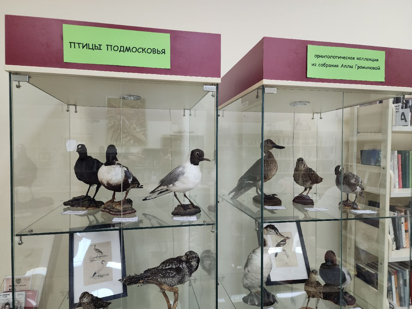пушкино, экспозиция, экспонаты, мастер-класс, птицы, птицы подмосковья,