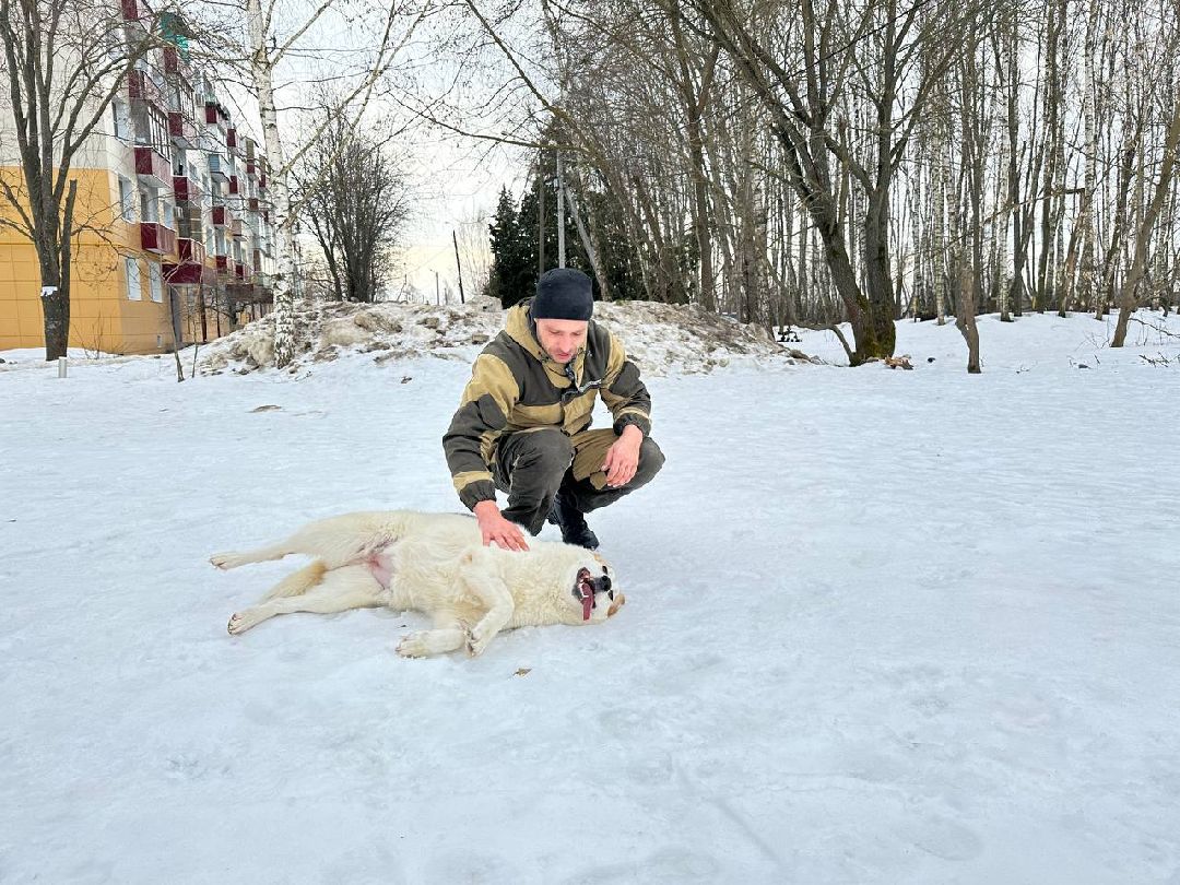 Подмосковье, Домодедово, стерилизация, отлов собак, стерилизация, вакцинация, чипирование,