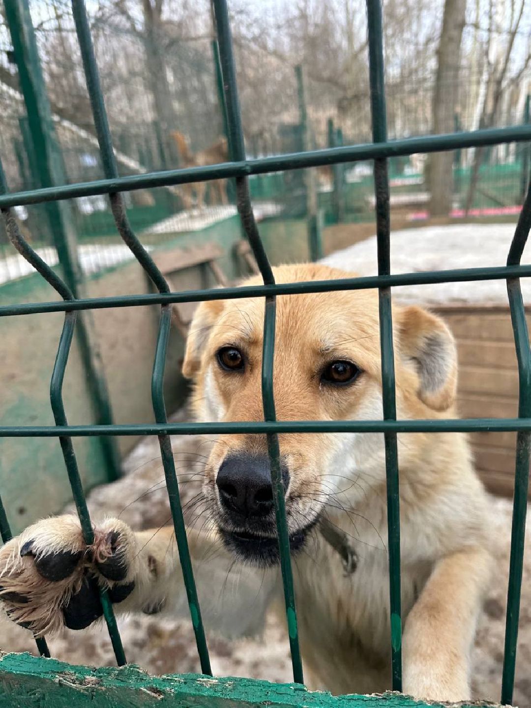 Подмосковье, Домодедово, стерилизация, отлов собак, стерилизация, вакцинация, чипирование,