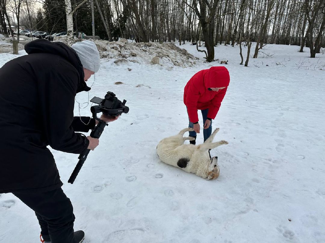 Подмосковье, Домодедово, стерилизация, отлов собак, стерилизация, вакцинация, чипирование,