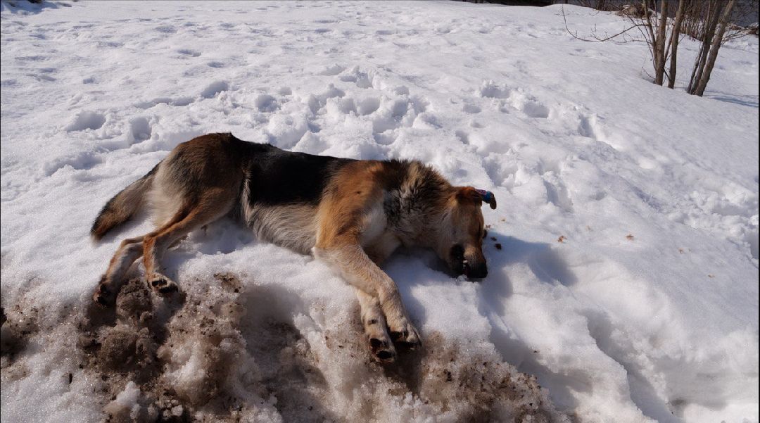 Подмосковье, Домодедово, стерилизация, отлов собак, стерилизация, вакцинация, чипирование,