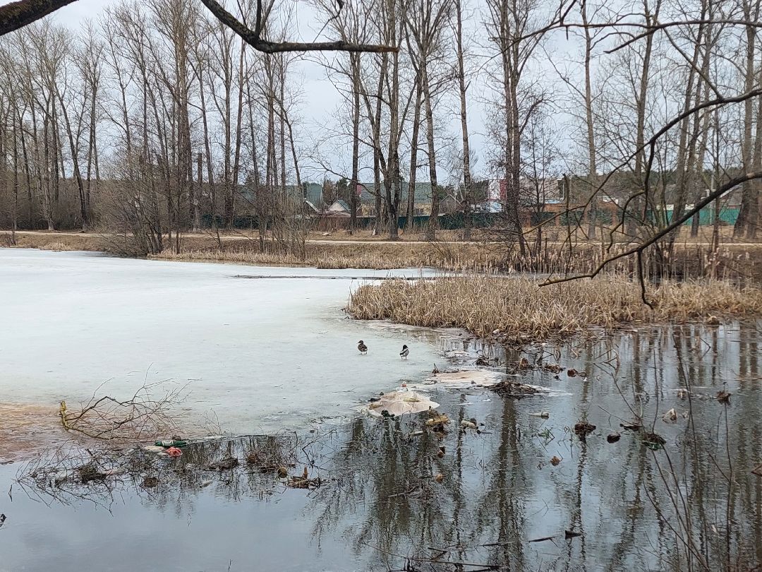 благоустройство, пруд, очистка водоёмов, 100 прудов и озёр