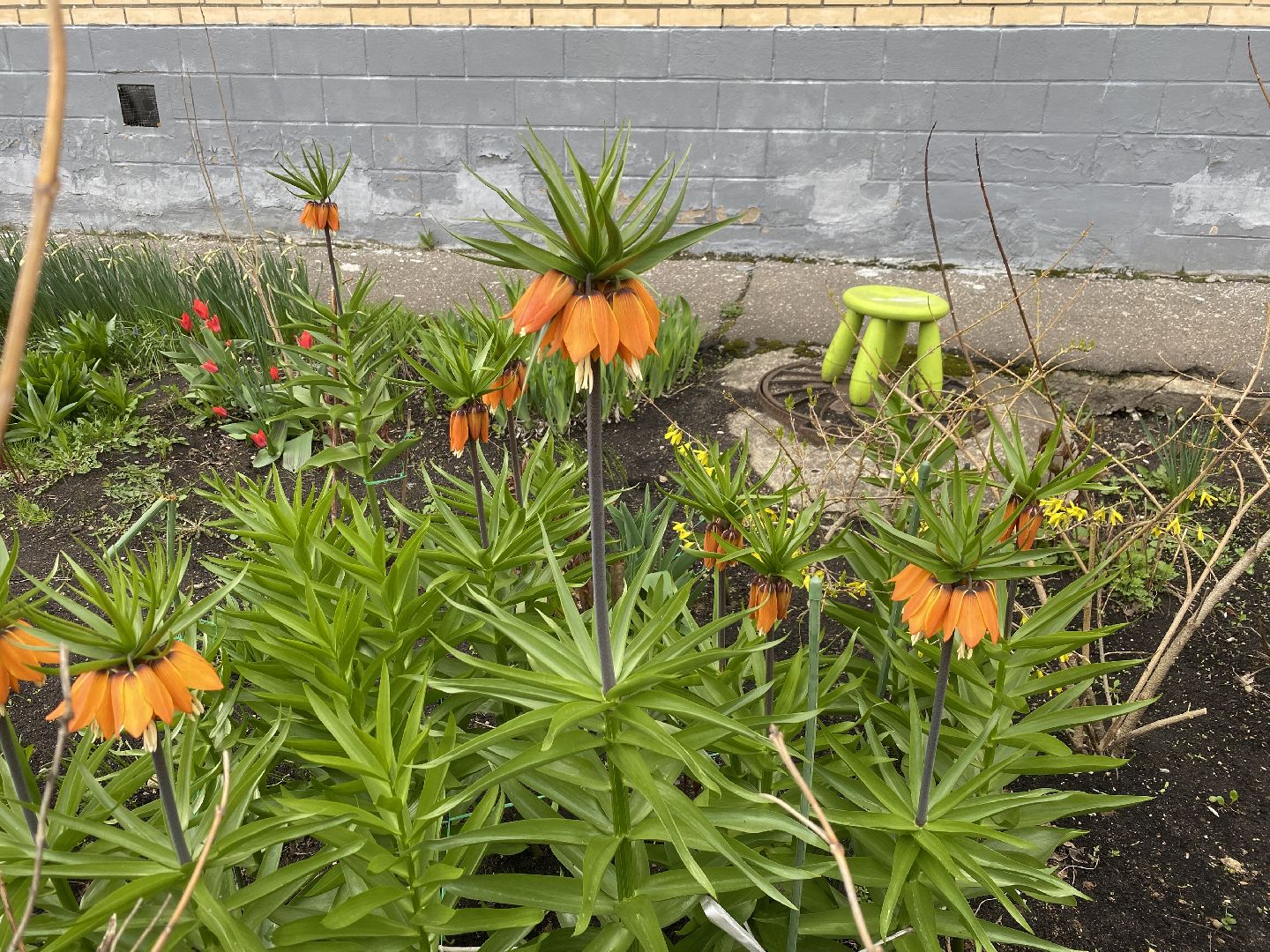 Весеннее преображение, Власиха благоустройство, Микрорайон Школьный Власиха, Цветной бульвар Власиха, МБУ ЖКХ и благоустройство,