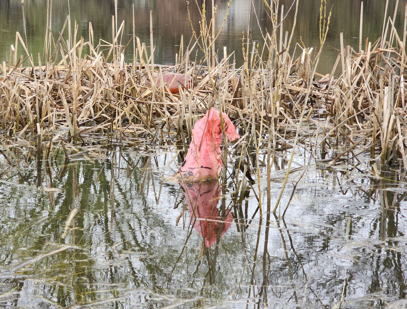 воскресенск, благоустройство, жители, пруд,