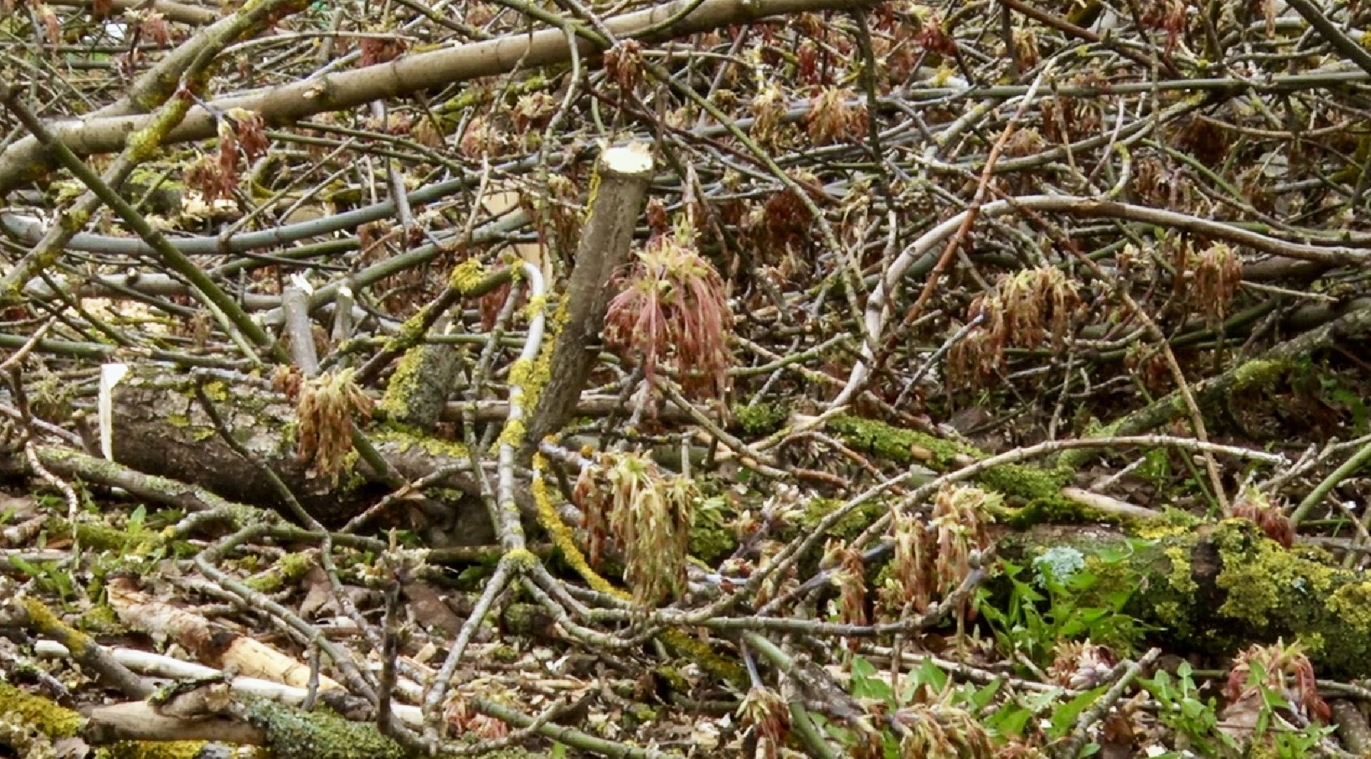 Клин, общество, ЖКХ, благоустройство,
