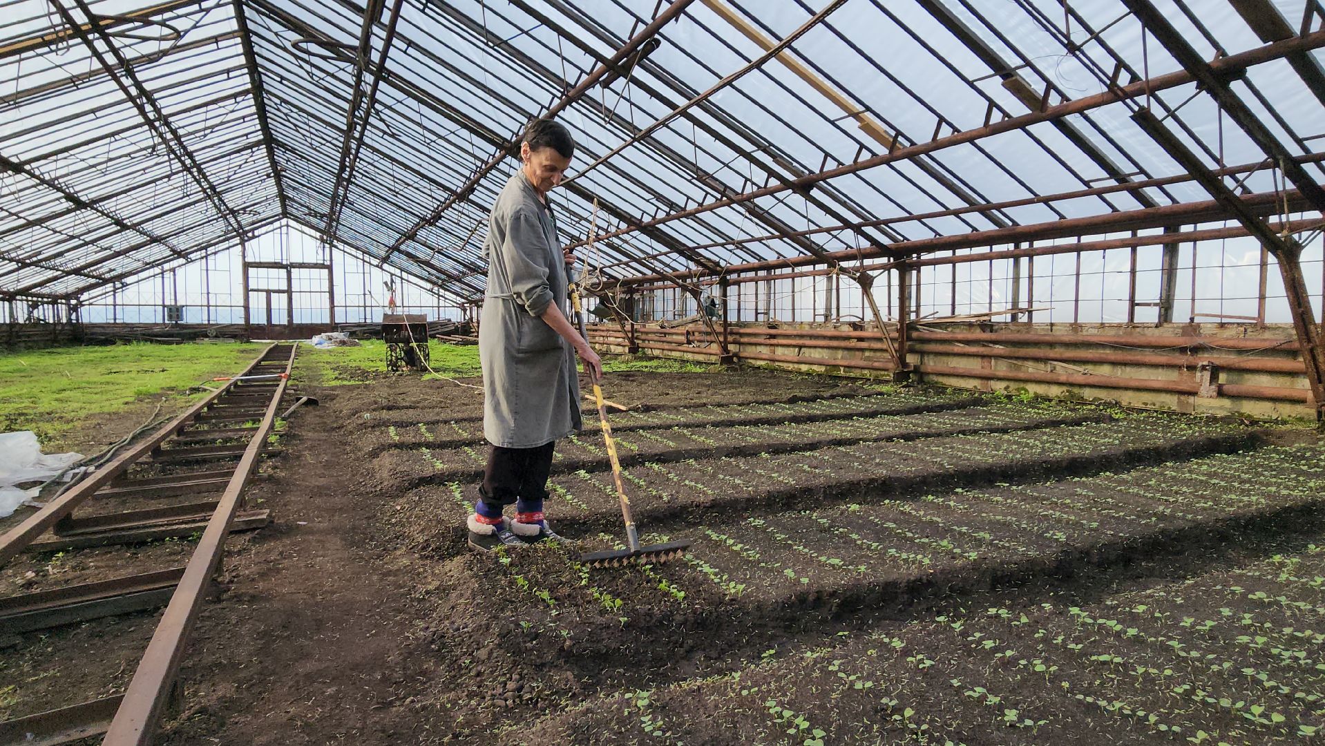 серпухов, ао дашковка, сельское хозяйство, теплицы, рассада,