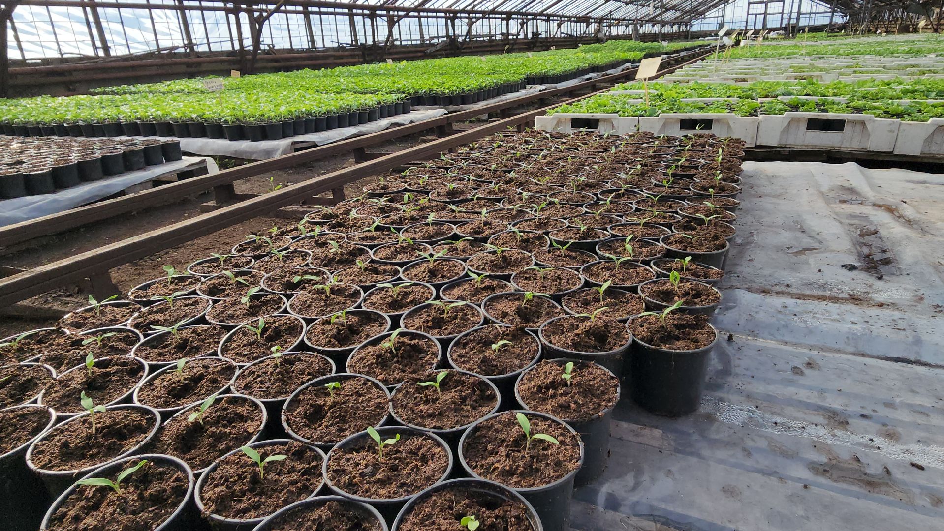 серпухов, ао дашковка, сельское хозяйство, теплицы, рассада,