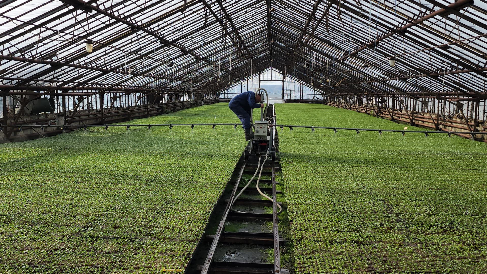 серпухов, ао дашковка, сельское хозяйство, теплицы, рассада,