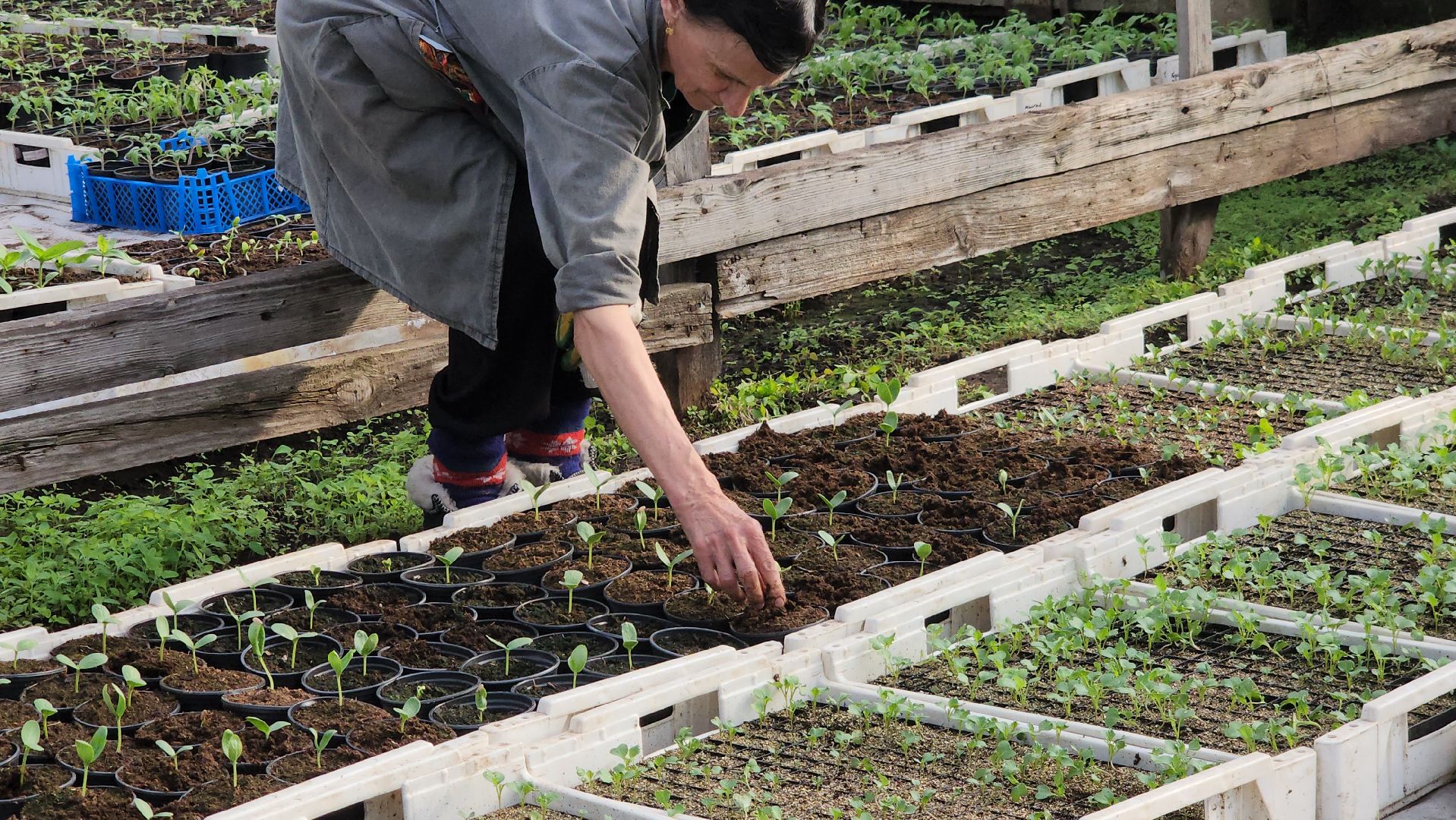 серпухов, ао дашковка, сельское хозяйство, теплицы, рассада,