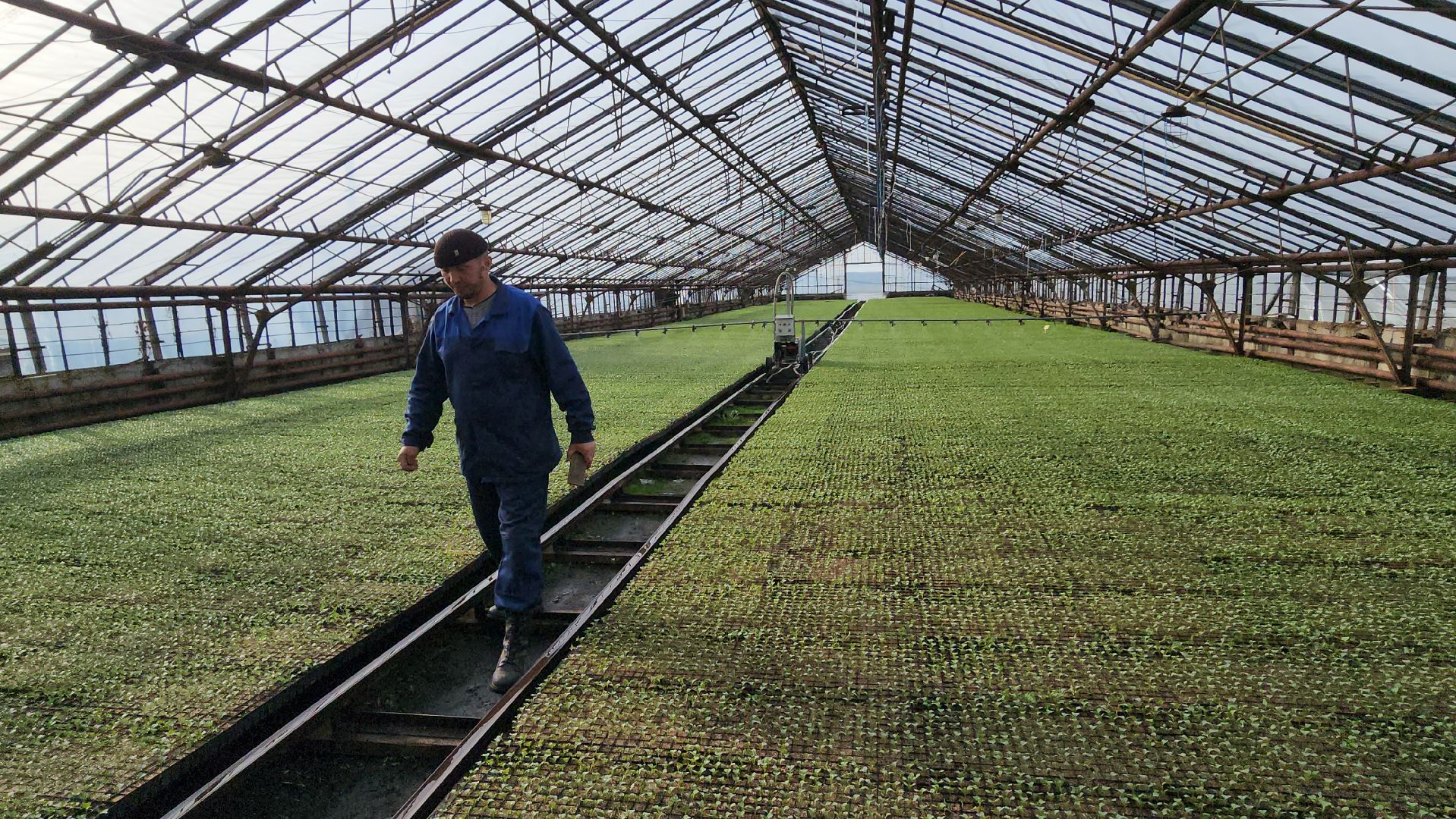 серпухов, ао дашковка, сельское хозяйство, теплицы, рассада,