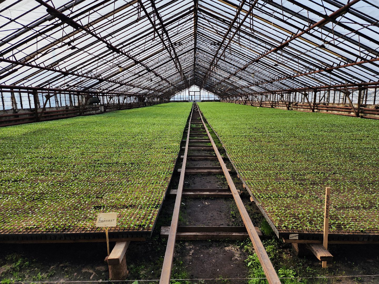 серпухов, ао дашковка, сельское хозяйство, теплицы, рассада,
