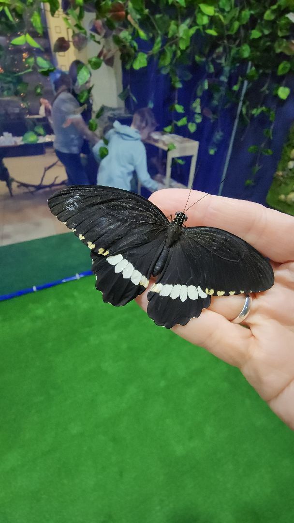 Бабочки, Выставка, лобня,