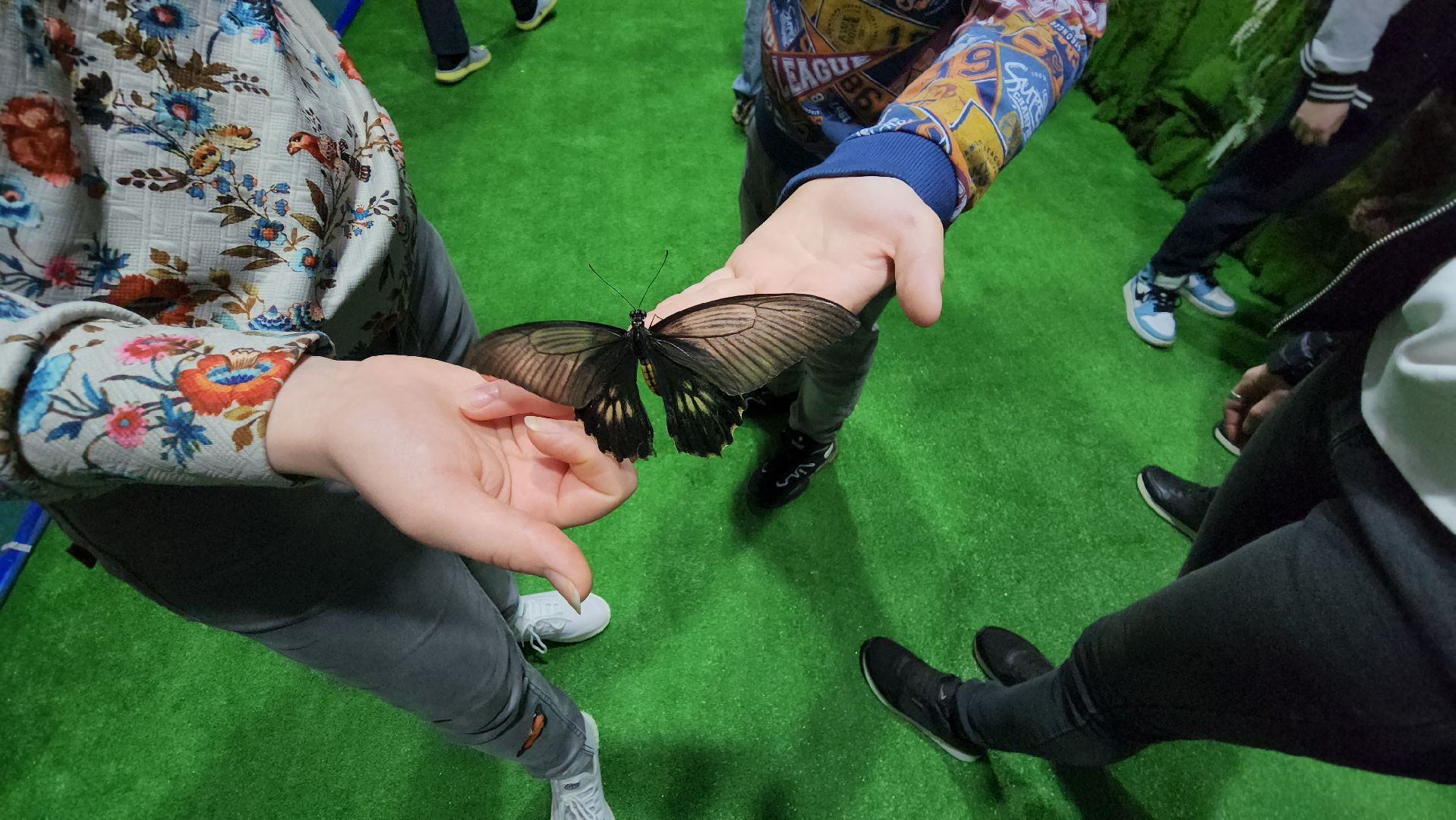 Бабочки, Выставка, лобня,