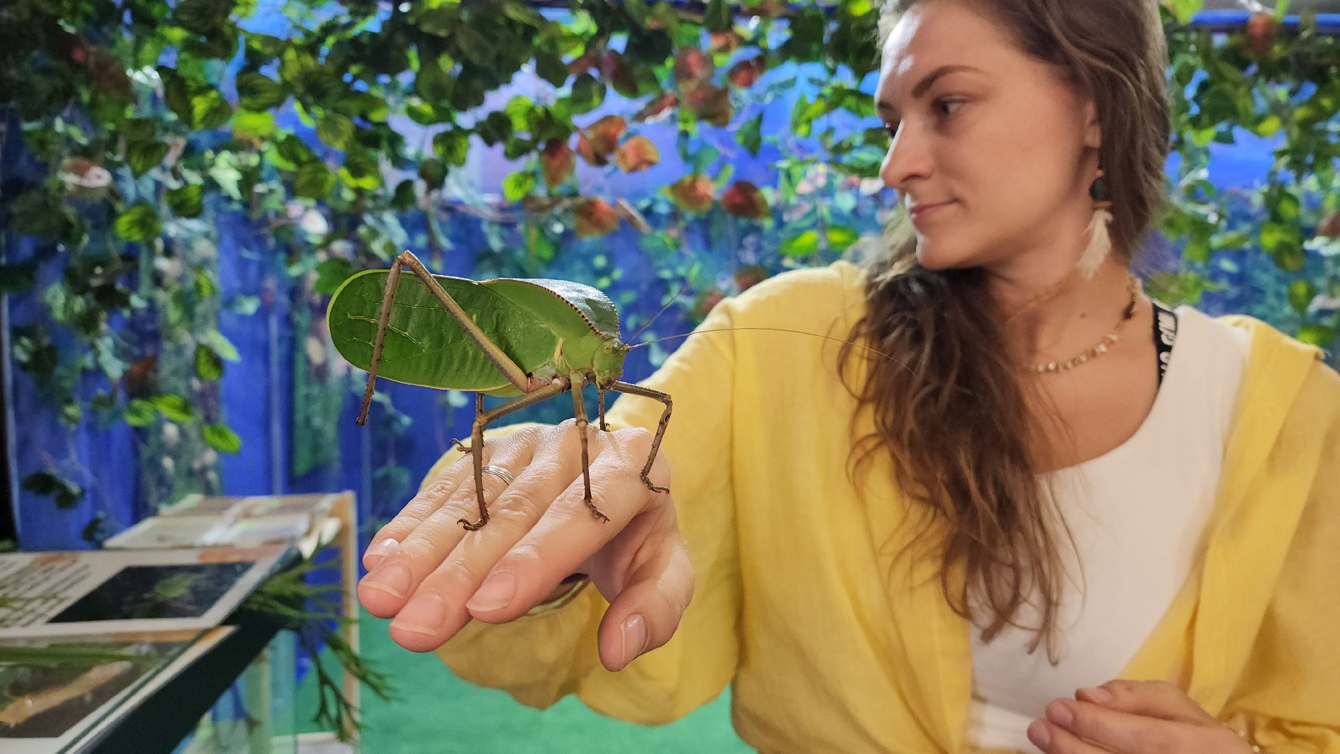 Бабочки, Выставка, лобня,