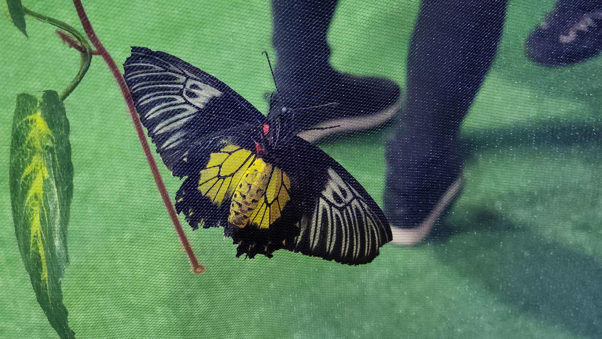 Бабочки, Выставка, лобня,