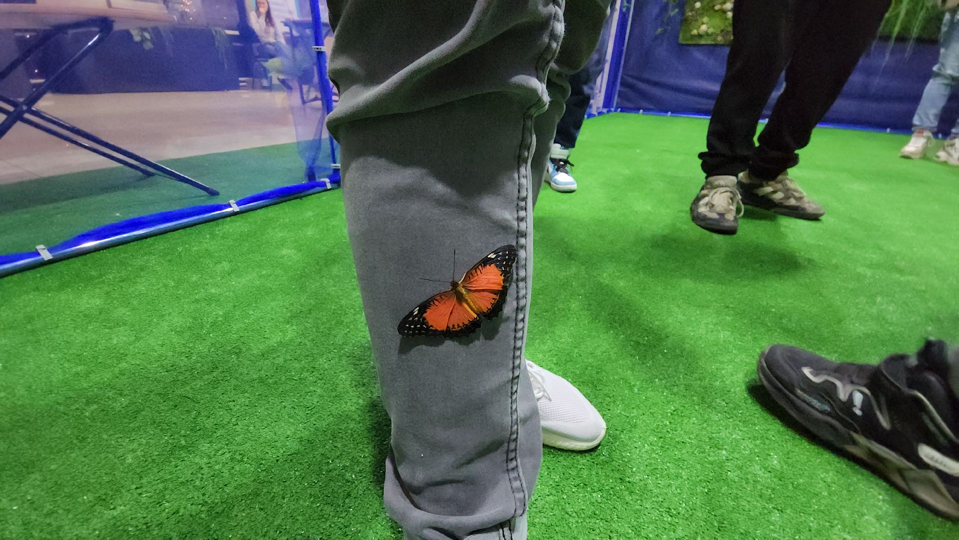 Бабочки, Выставка, лобня,