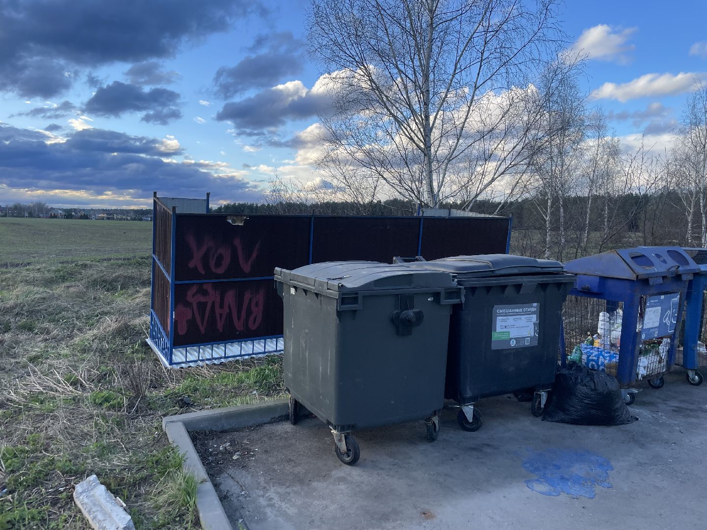 черноголовка,