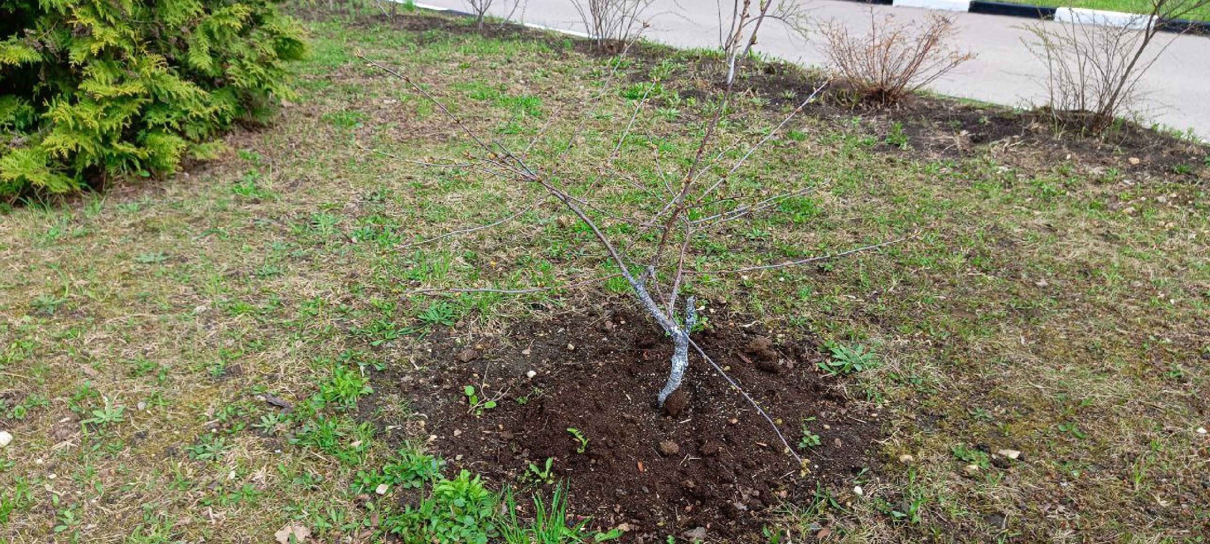 Дмитров, Субботник, Благоустройство,