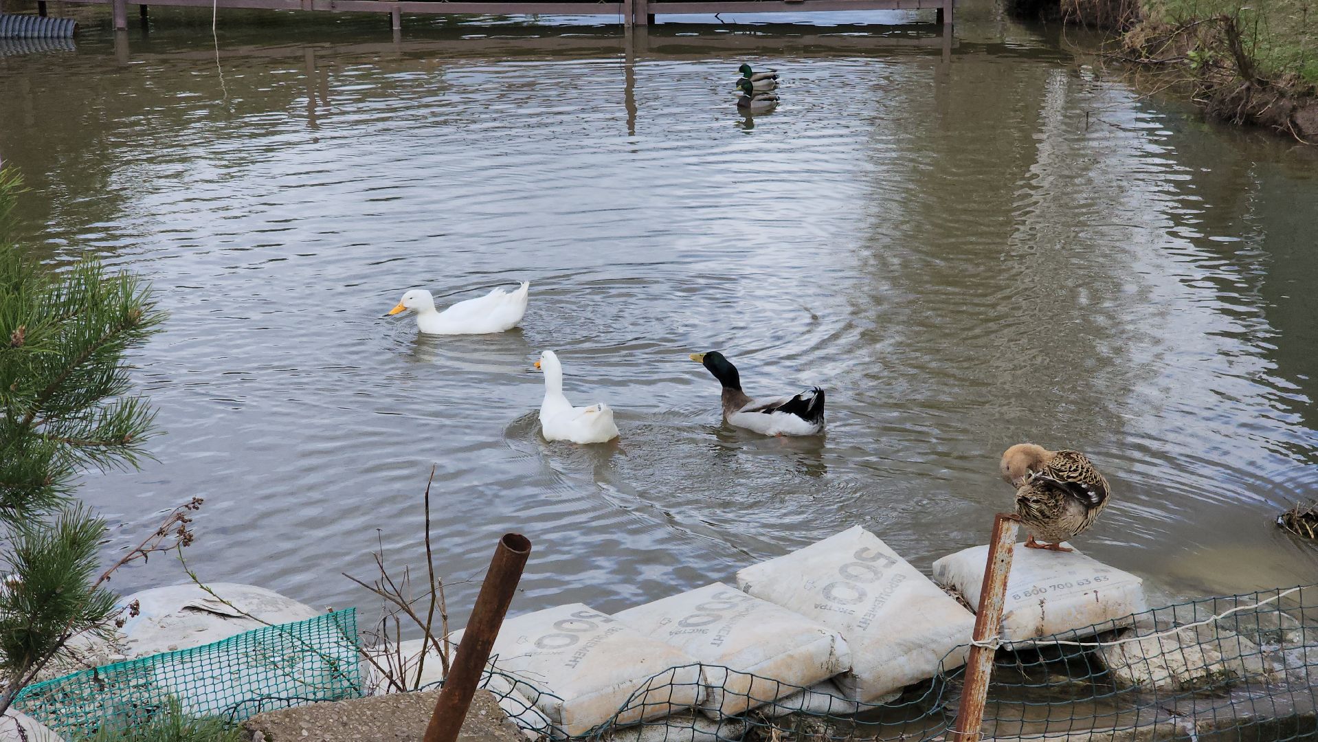 Одинцово, лесной городок, ликова, субботник,