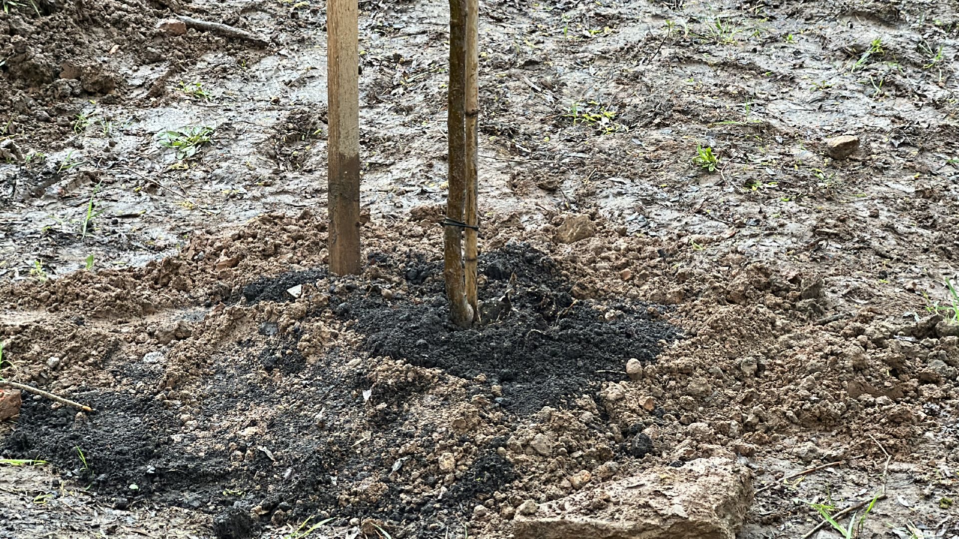 Клин, общество, благоустройство, субботники, деревья,