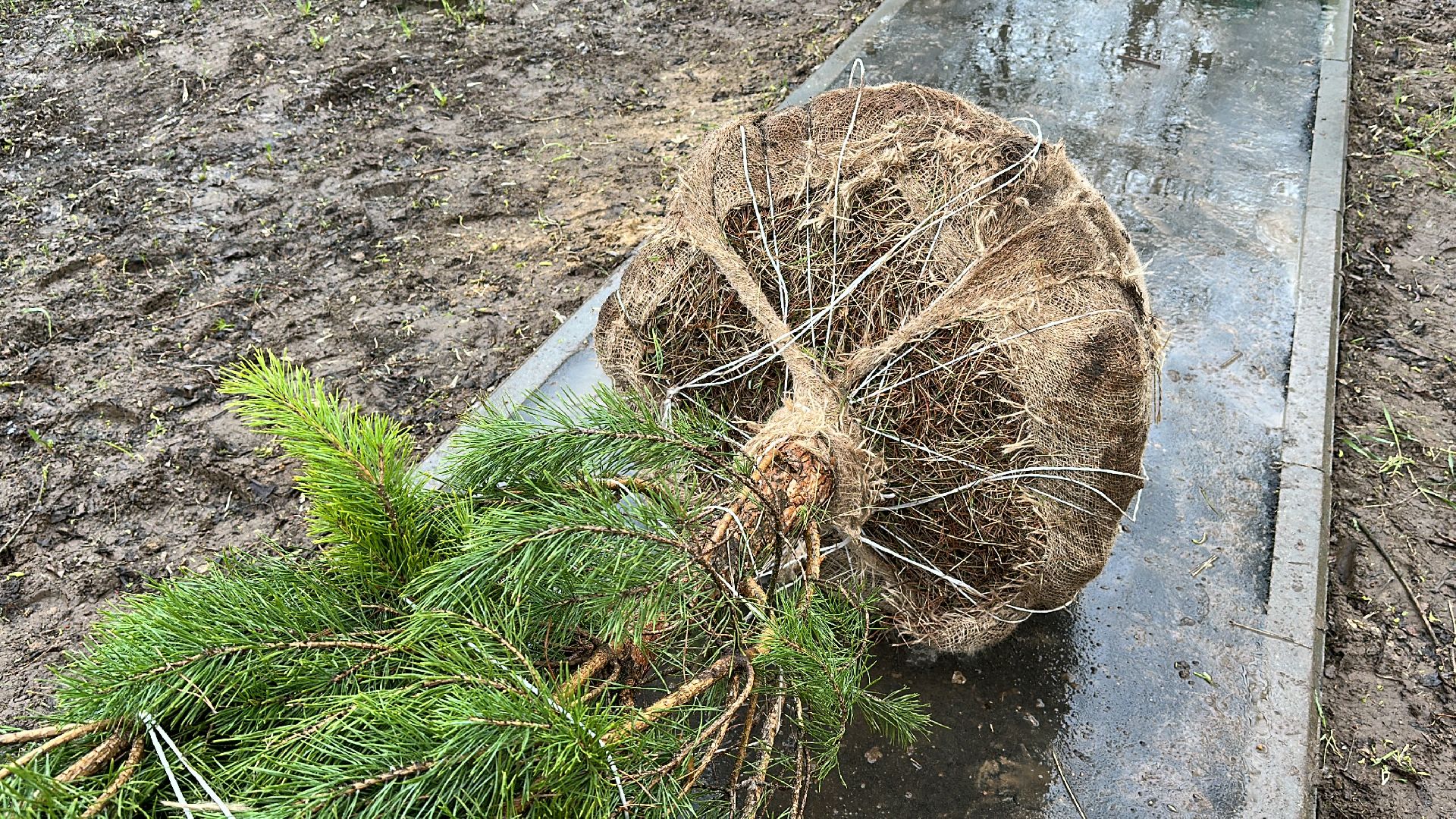 Клин, общество, благоустройство, субботники, деревья,