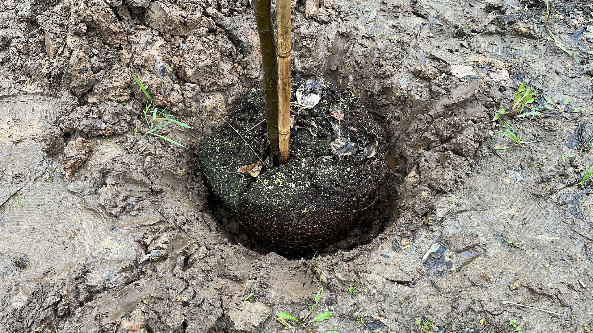 Клин, общество, благоустройство, субботники, деревья,