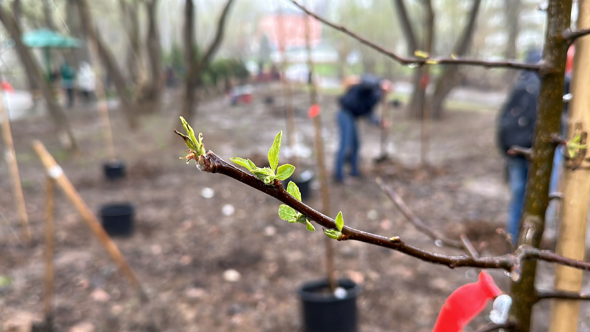 Клин, общество, благоустройство, субботники, деревья,