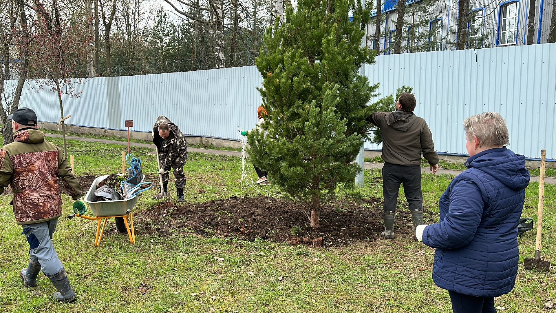 Клин, общество, благоустройство, субботники, деревья,