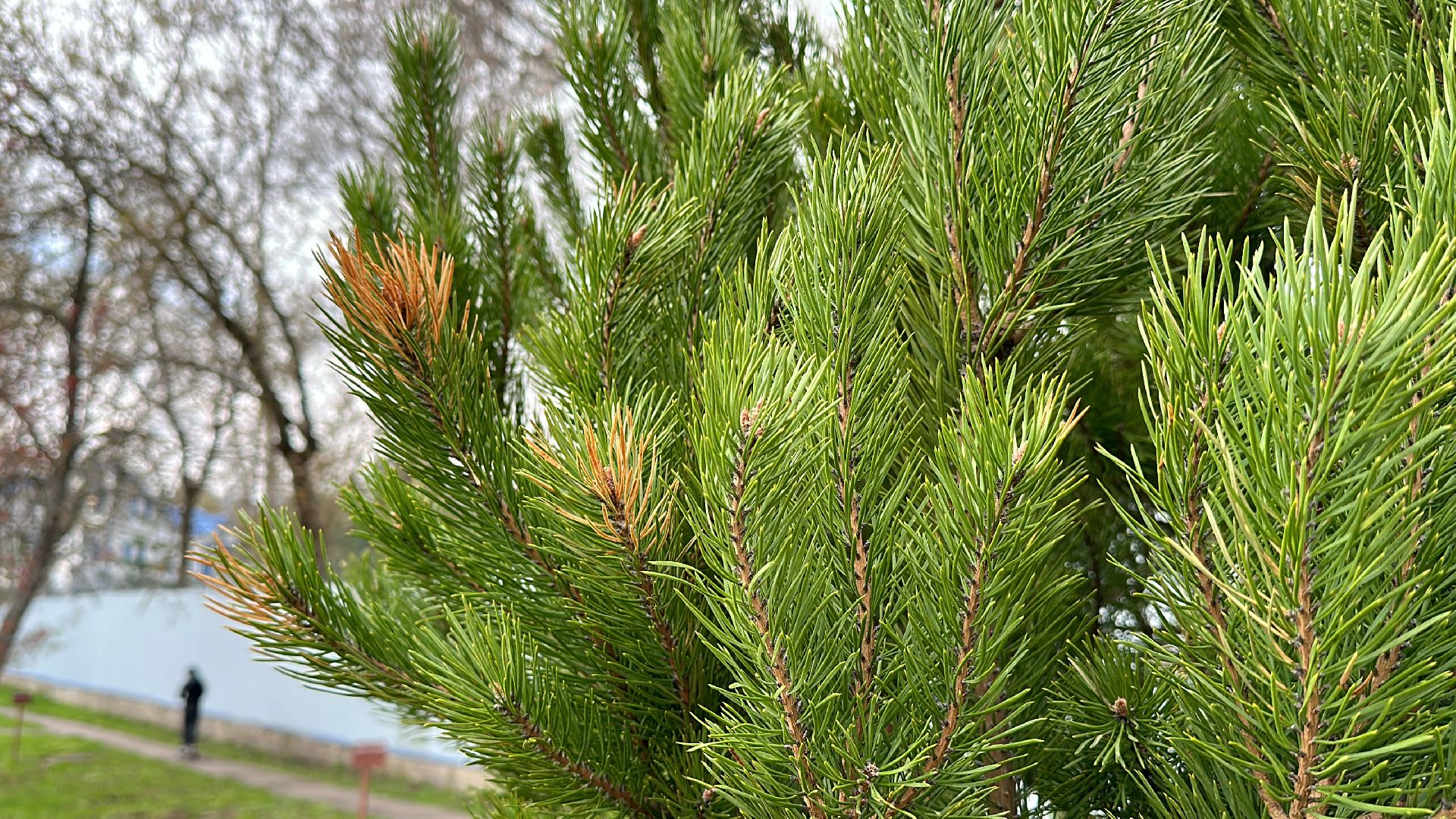 Клин, общество, благоустройство, субботники, деревья,