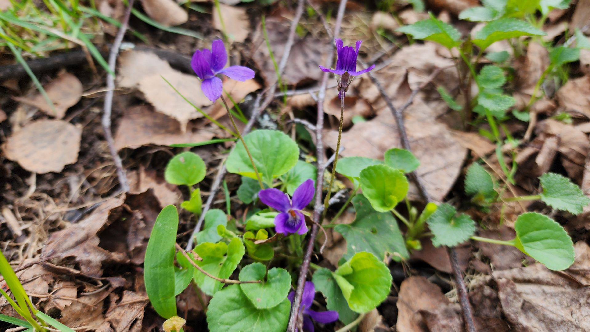 Подольск, Музей, Волонтеры, Благоустройство, Субботник,