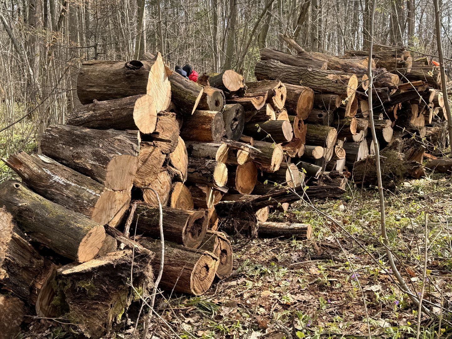 Одинцово, Субботник, Благоустройство,