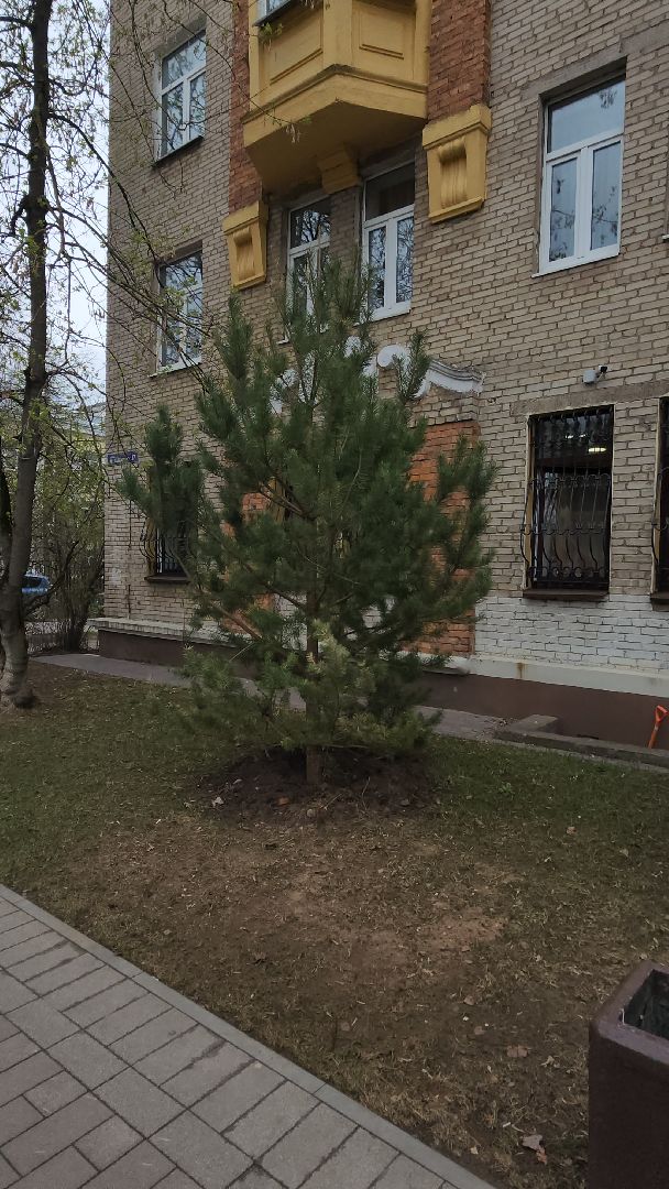 сосны, хвойные деревья, пересадка, бульвар маяковского, Город-сад, ул ломоносова, Старый город, улица Гагарина, школа 2,