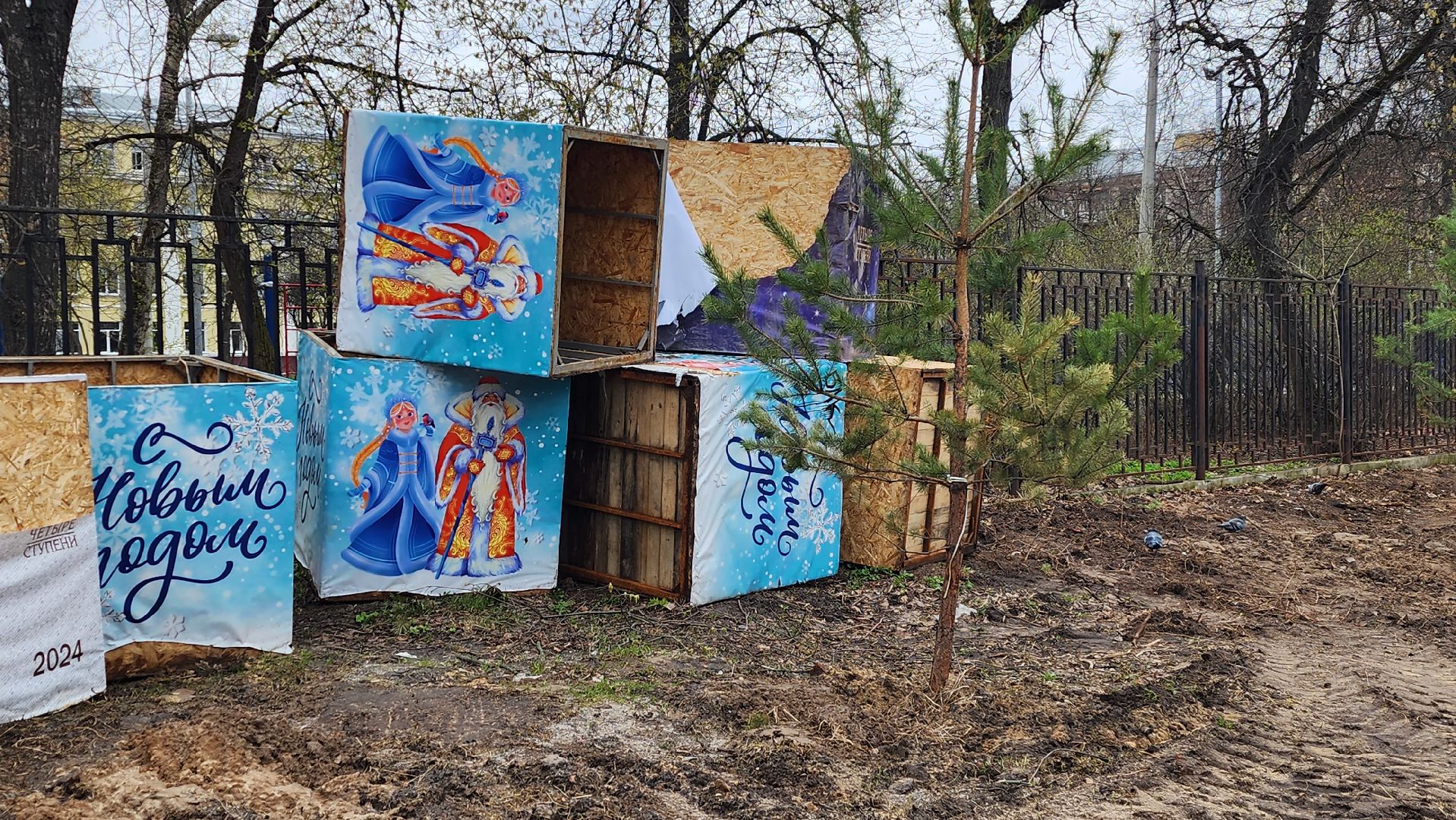 сосны, хвойные деревья, пересадка, бульвар маяковского, Город-сад, ул ломоносова, Старый город, улица Гагарина, школа 2,