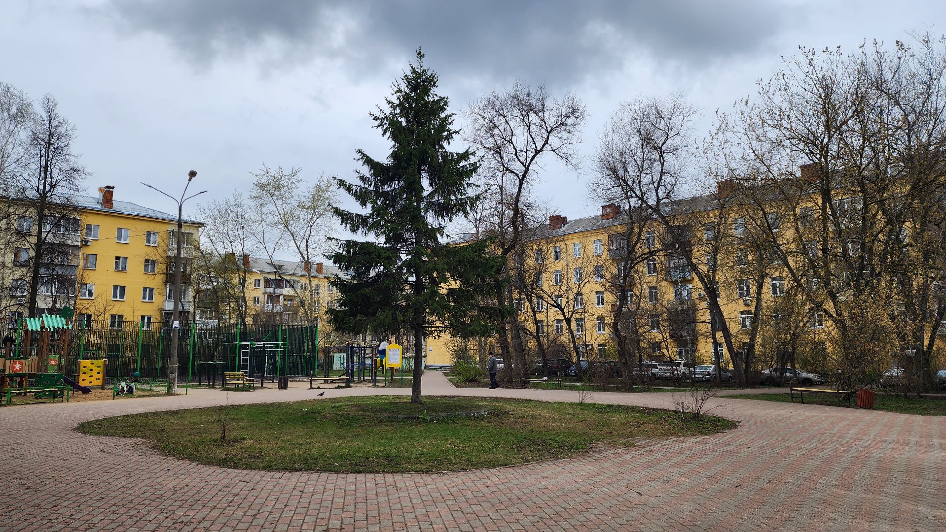 сосны, хвойные деревья, пересадка, бульвар маяковского, Город-сад, ул ломоносова, Старый город, улица Гагарина, школа 2,