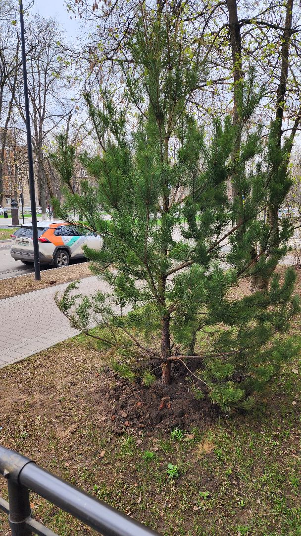 сосны, хвойные деревья, пересадка, бульвар маяковского, Город-сад, ул ломоносова, Старый город, улица Гагарина, школа 2,