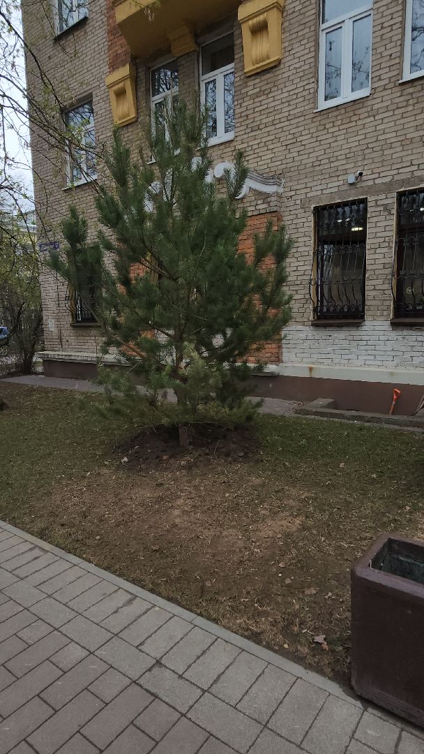 сосны, хвойные деревья, пересадка, бульвар маяковского, Город-сад, ул ломоносова, Старый город, улица Гагарина, школа 2,