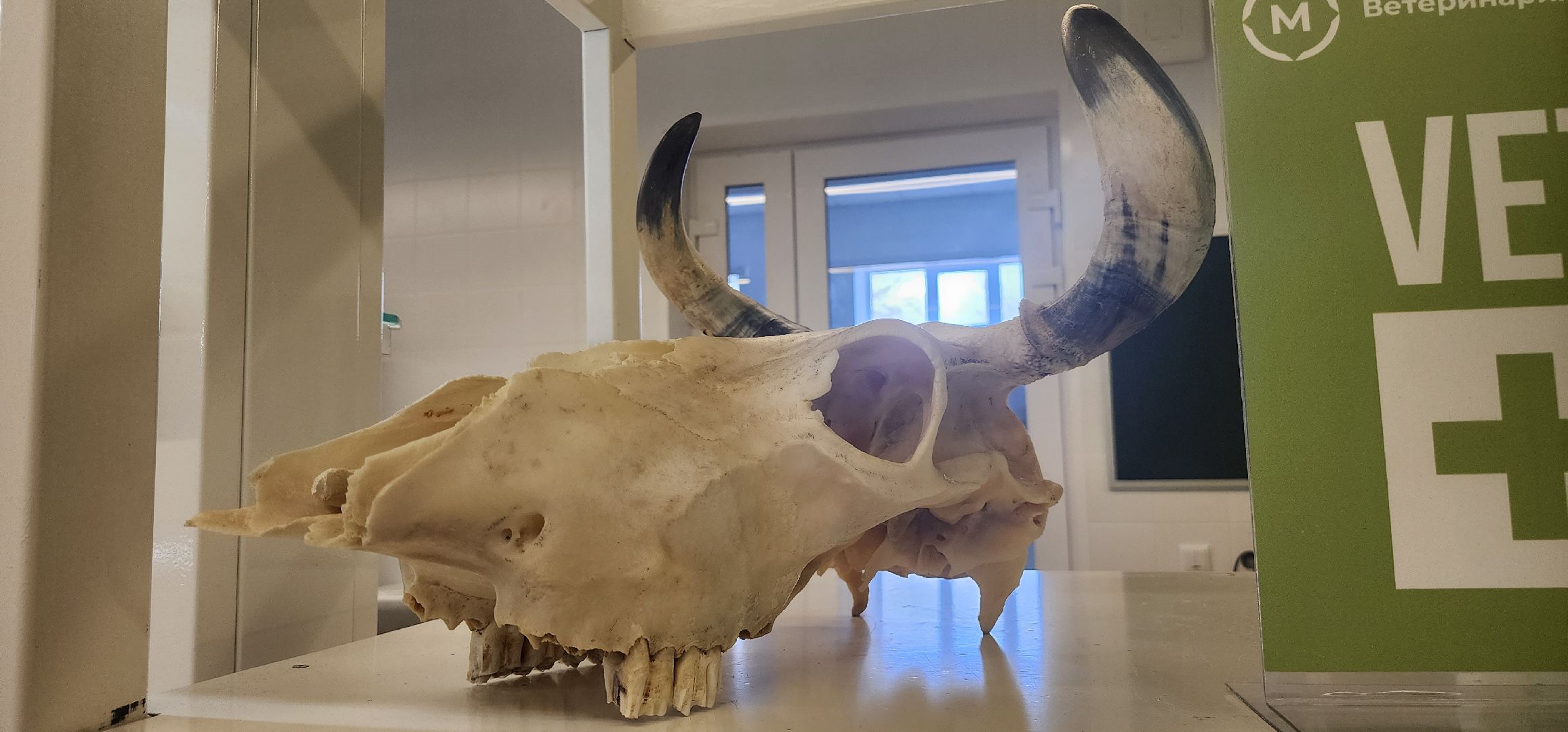 Коломна, день открытых дверей, коломенский аграрный колледж,