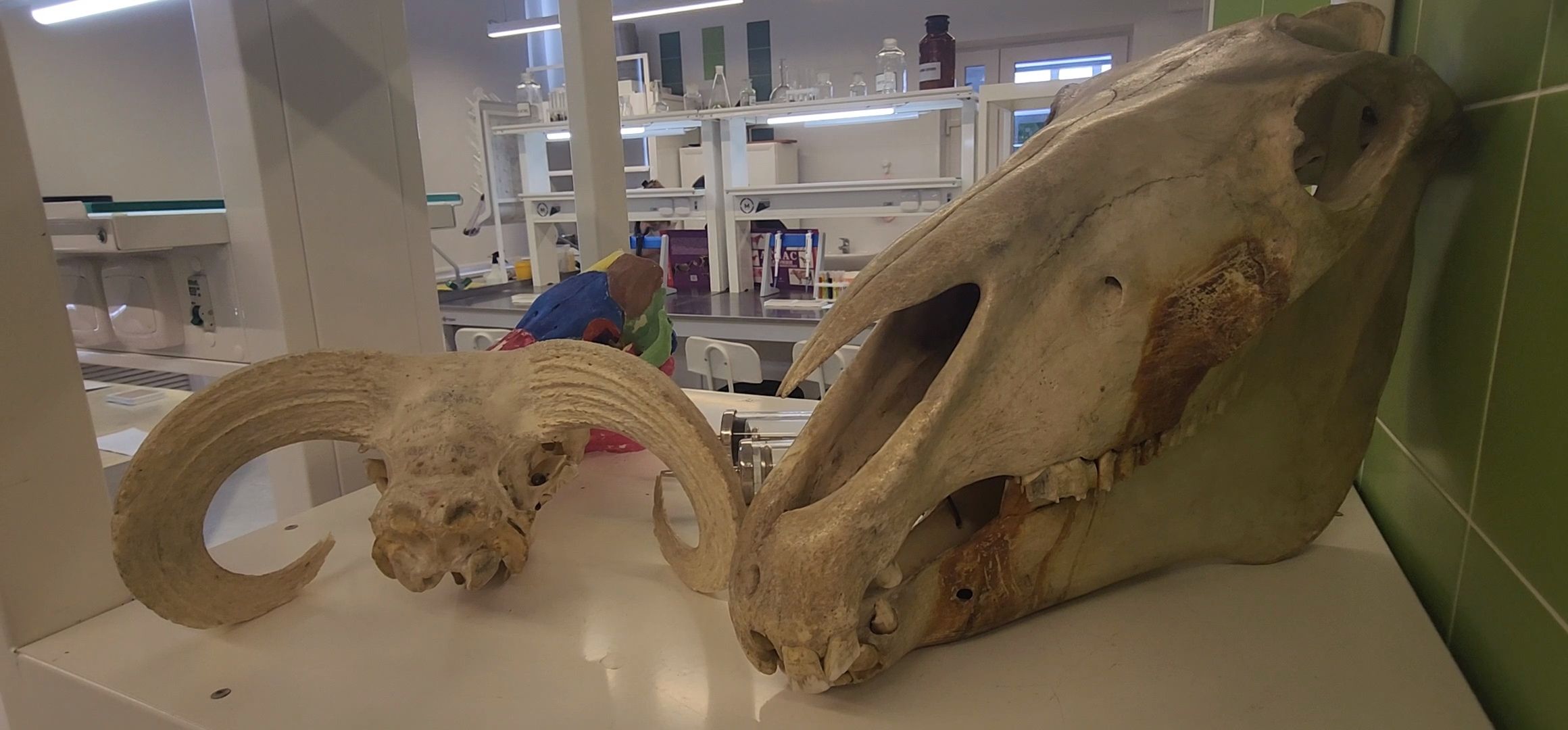 Коломна, день открытых дверей, коломенский аграрный колледж,