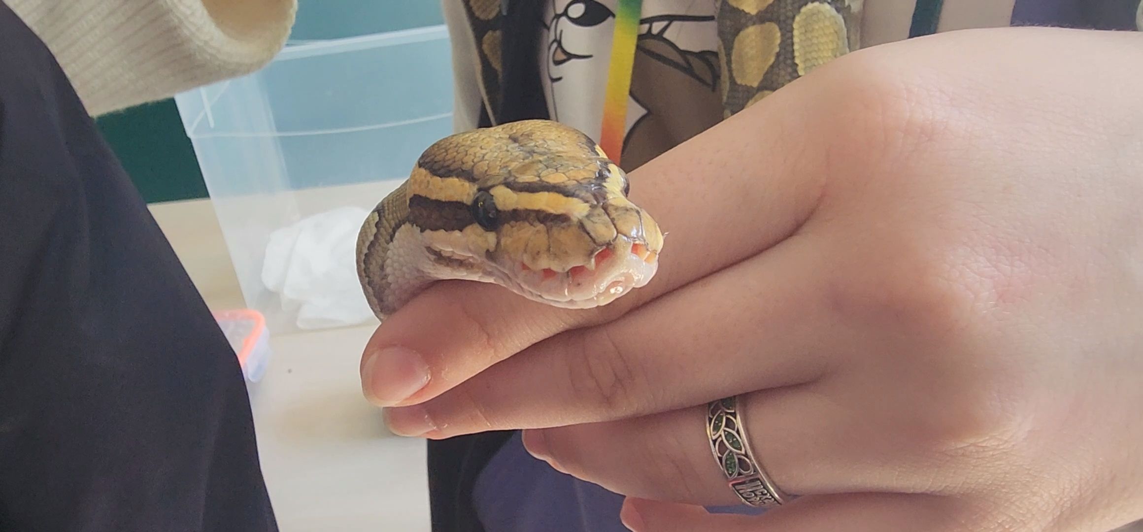 Коломна, день открытых дверей, коломенский аграрный колледж,