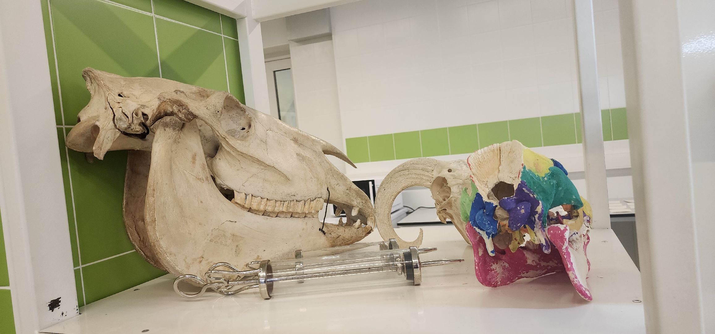 Коломна, день открытых дверей, коломенский аграрный колледж,