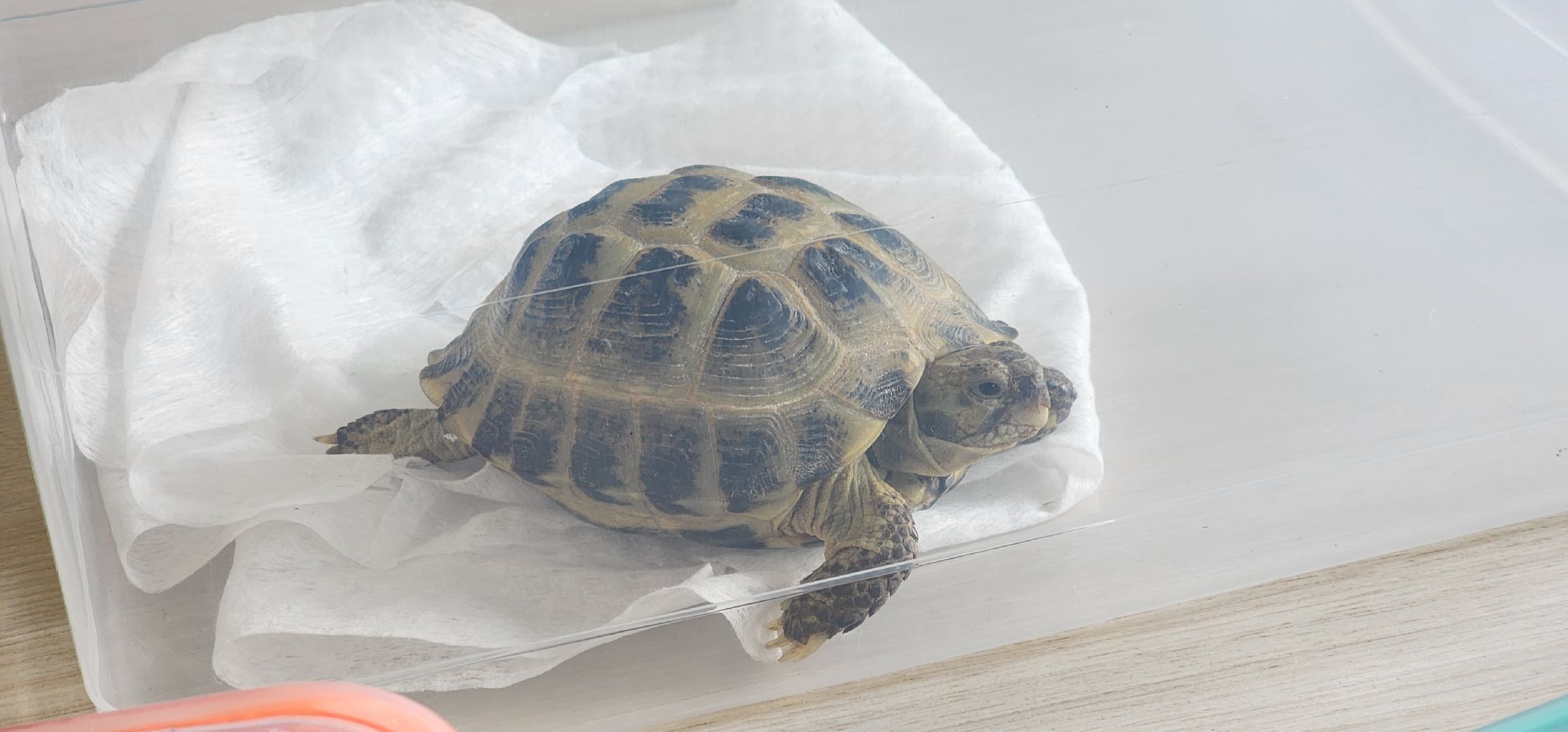 Коломна, день открытых дверей, коломенский аграрный колледж,