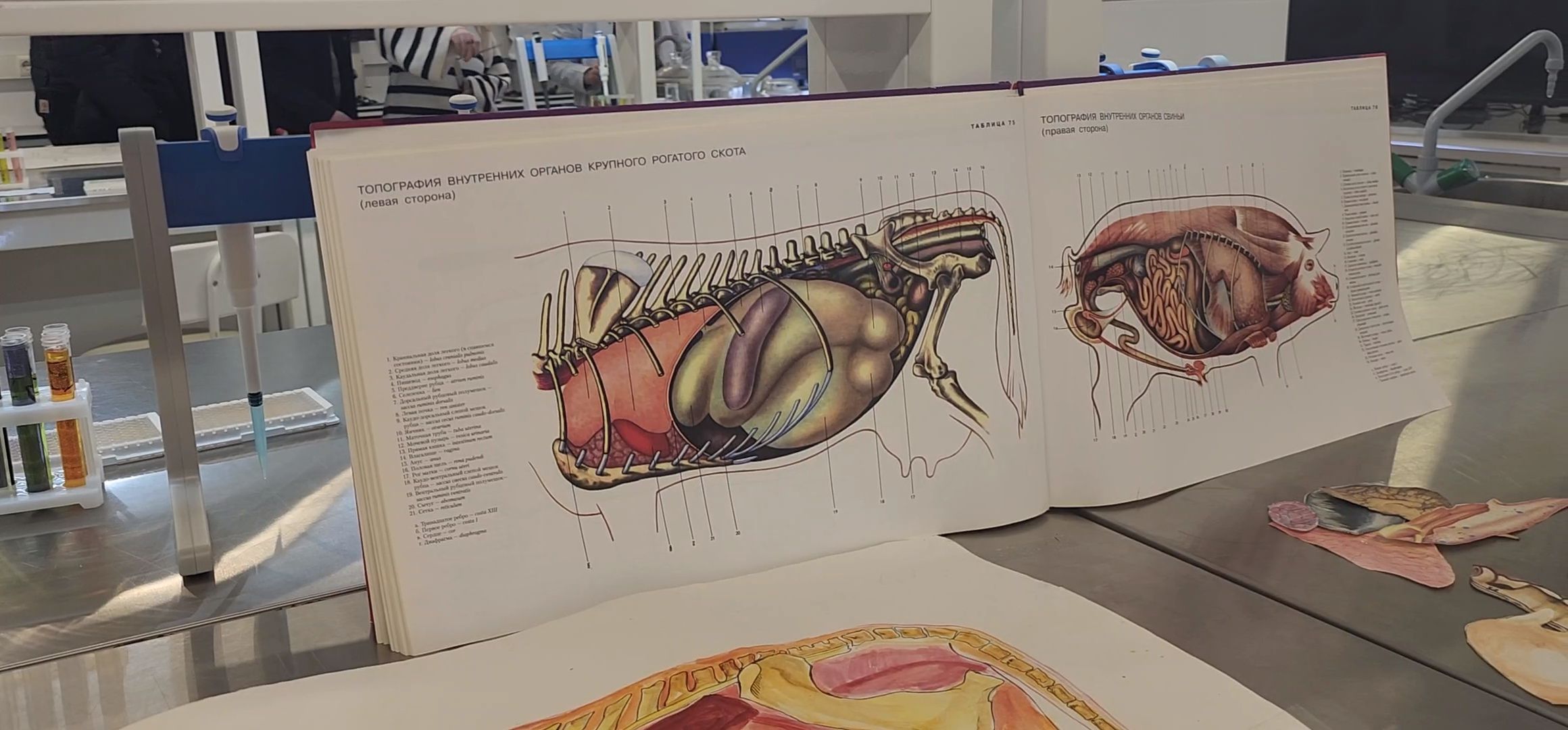 Коломна, день открытых дверей, коломенский аграрный колледж,