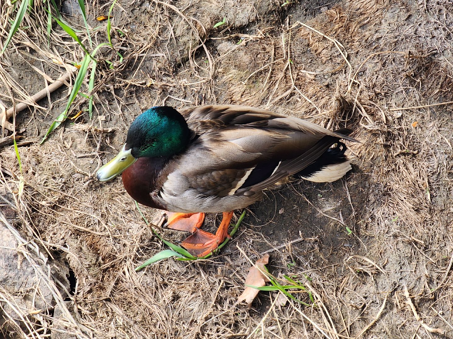 Ногинск, Набережная, Клязьма, Лавровка, Утки, Ондатры,