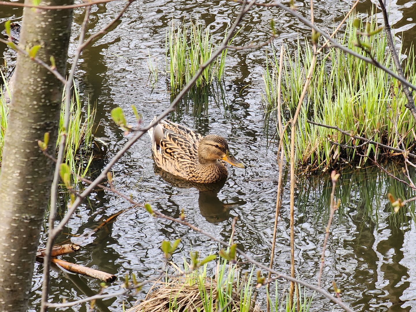 Ногинск, Набережная, Клязьма, Лавровка, Утки, Ондатры,