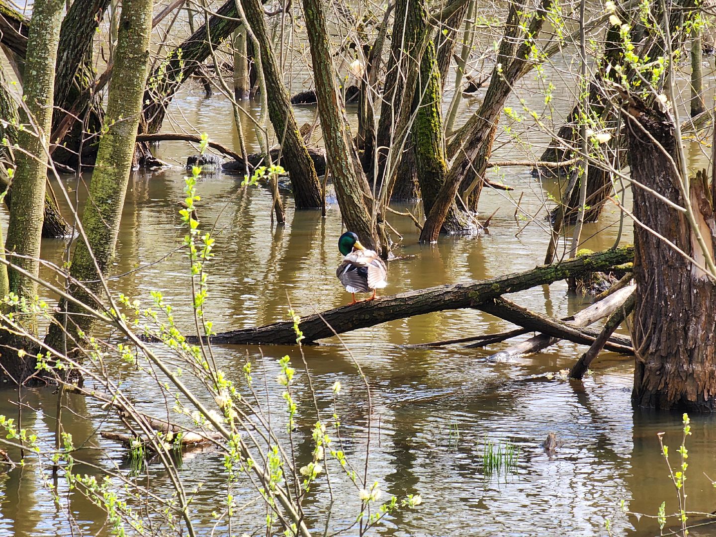 Ногинск, Набережная, Клязьма, Лавровка, Утки, Ондатры,