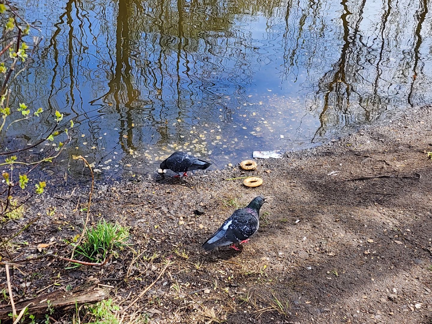 Ногинск, Набережная, Клязьма, Лавровка, Утки, Ондатры,