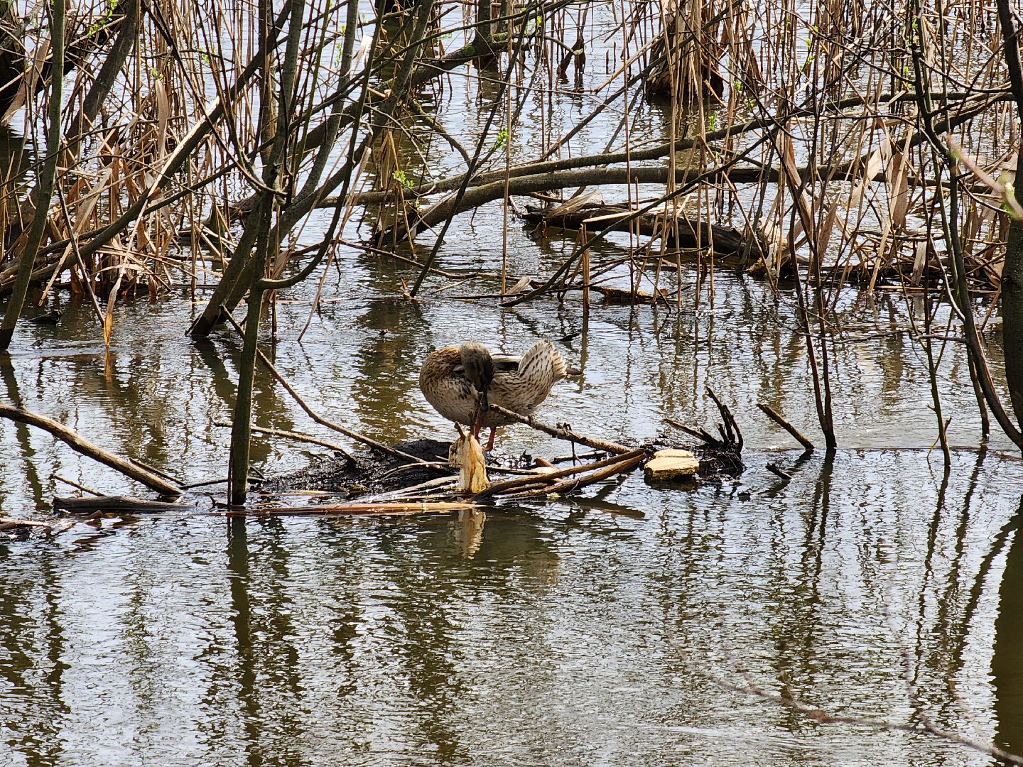 Ногинск, Набережная, Клязьма, Лавровка, Утки, Ондатры,