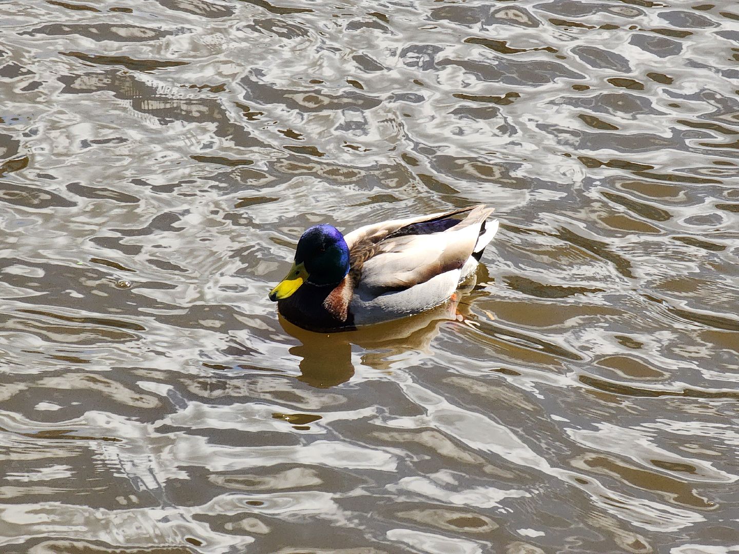 Ногинск, Набережная, Клязьма, Лавровка, Утки, Ондатры,