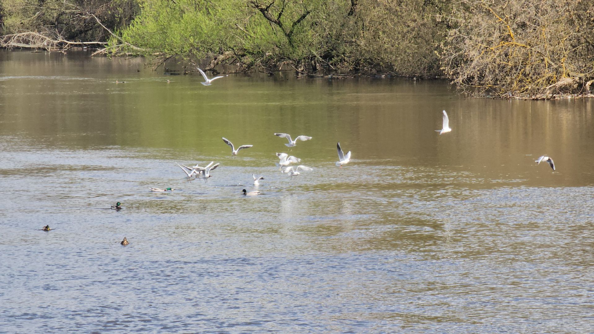 Ногинск, Набережная, Клязьма, Лавровка, Утки, Ондатры,