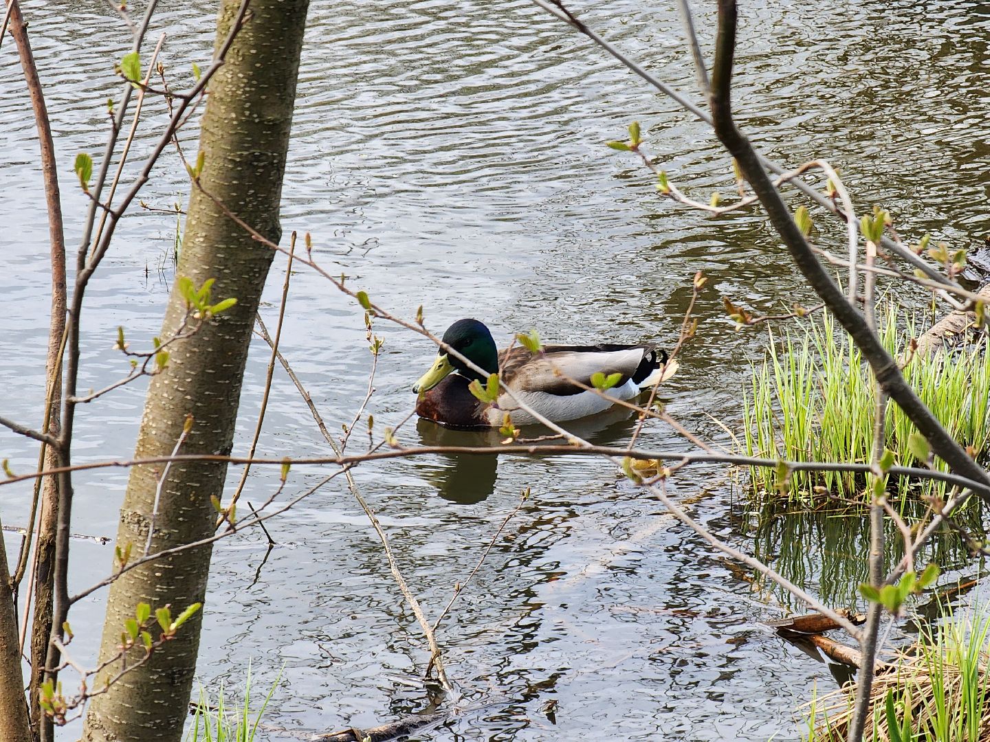 Ногинск, Набережная, Клязьма, Лавровка, Утки, Ондатры,